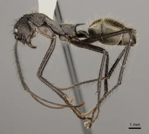 Dolichoderus rugosus specimen CASENT0217402 image casent0217402_3
