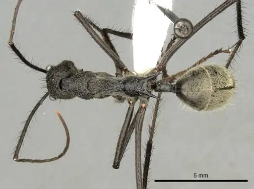 Dolichoderus rugosus specimen CASENT0249665 image casent0249665_1