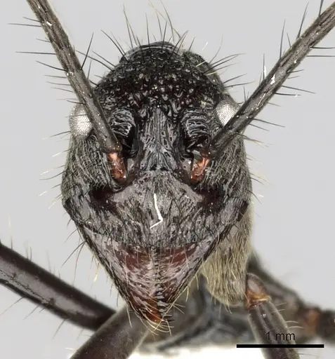 Dolichoderus rugosus specimen CASENT0249665 image casent0249665_2