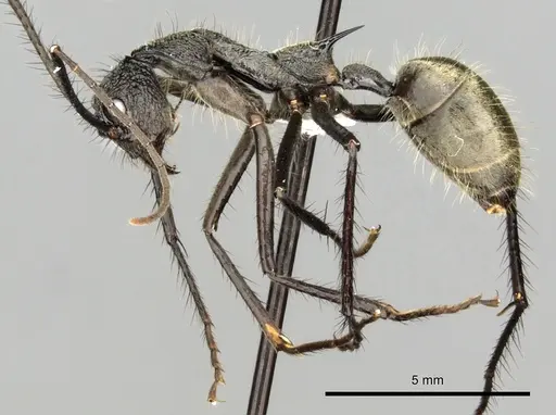 Dolichoderus rugosus specimen CASENT0249665 image casent0249665_3