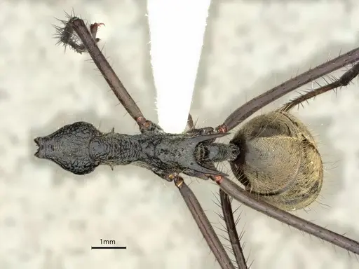 Dolichoderus rugosus specimen CASENT0866534 image casent0866534_1