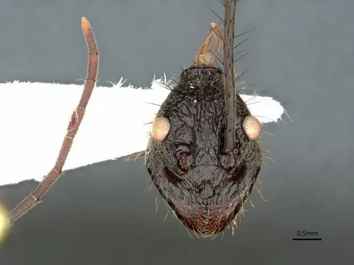 Dolichoderus rugosus specimen CASENT0866534 image casent0866534_2
