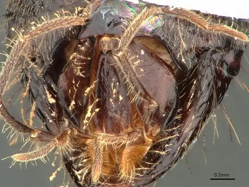 Dolichoderus rugosus specimen CASENT0866534 image casent0866534_3