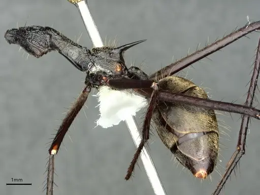 Dolichoderus rugosus specimen CASENT0866534 image casent0866534_4