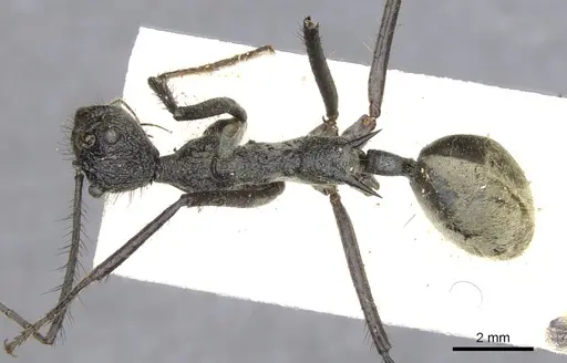 Dolichoderus rugosus specimen CASENT0902942 image casent0902942_1