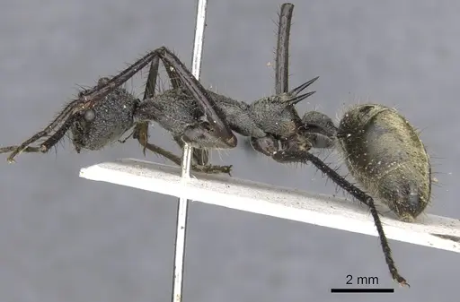 Dolichoderus rugosus specimen CASENT0902942 image casent0902942_3