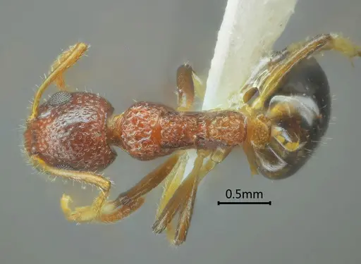 Dolichoderus sagmanotus specimen ANTWEB1060611 image antweb1060611_1