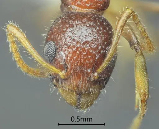 Dolichoderus sagmanotus specimen ANTWEB1060611 image antweb1060611_2