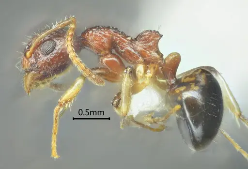 Dolichoderus sagmanotus specimen ANTWEB1060611 image antweb1060611_3