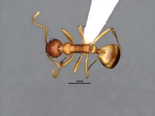 Dolichoderus sagmanotus specimen CASENT0886099 image casent0886099_1