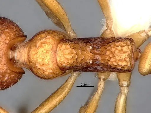 Dolichoderus sagmanotus specimen CASENT0886099 image casent0886099_2