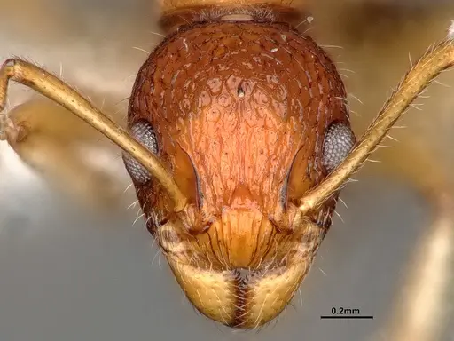 Dolichoderus sagmanotus specimen CASENT0886099 image casent0886099_3