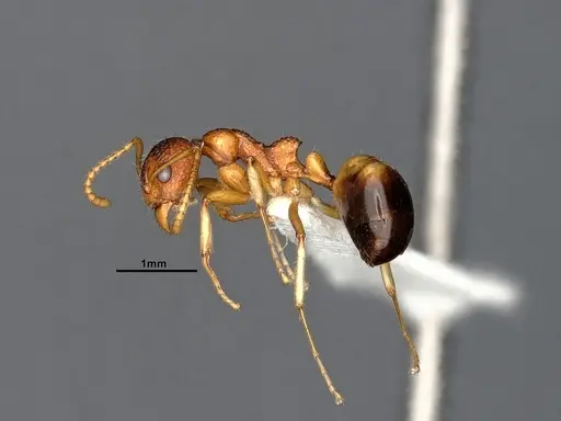 Dolichoderus sagmanotus specimen CASENT0886099 image casent0886099_4