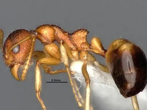 Dolichoderus sagmanotus specimen CASENT0886099 image casent0886099_5