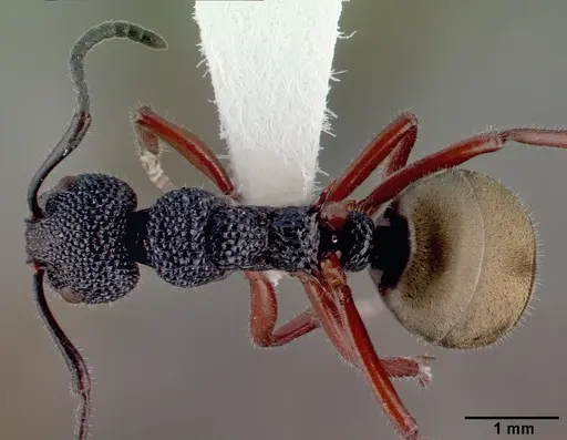 Dolichoderus scabridus specimen CASENT0010672 image casent0010672_1