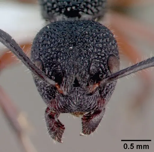 Dolichoderus scabridus specimen CASENT0010672 image casent0010672_2