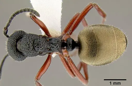 Dolichoderus scabridus specimen CASENT0106109 image casent0106109_1