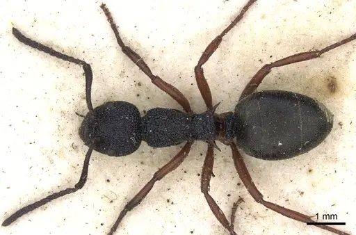 Dolichoderus scabridus specimen CASENT0902979 image casent0902979_1