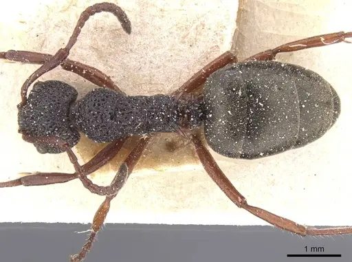 Dolichoderus scabridus specimen CASENT0911498 image casent0911498_1