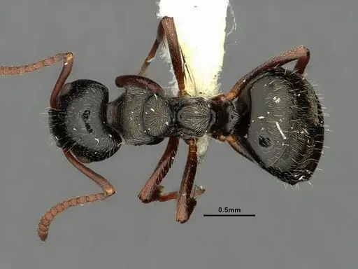 Dolichoderus schulzi specimen CASENT0644880 image casent0644880_1