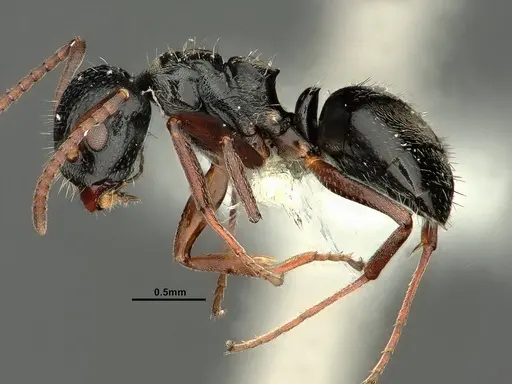 Dolichoderus schulzi specimen CASENT0644880 image casent0644880_3