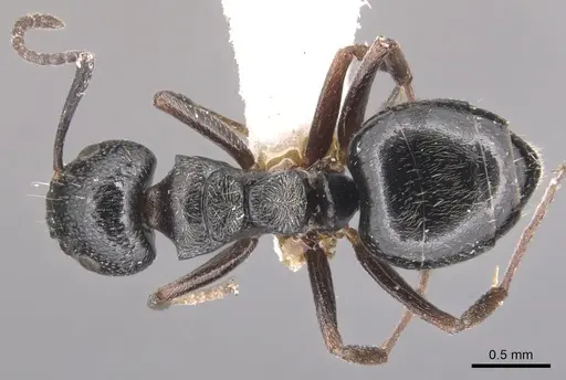 Dolichoderus schulzi specimen CASENT0905036 image casent0905036_1