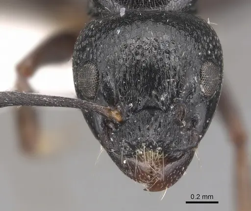 Dolichoderus schulzi specimen CASENT0905036 image casent0905036_2