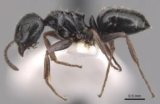 Dolichoderus schulzi specimen CASENT0905036 image casent0905036_3