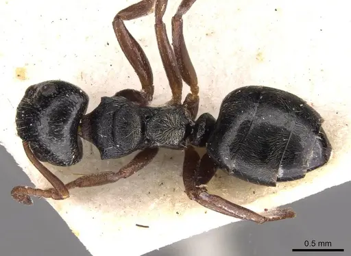 Dolichoderus schulzi specimen CASENT0909452 image casent0909452_1