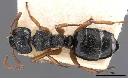 Dolichoderus schulzi specimen CASENT0909455 image casent0909455_1