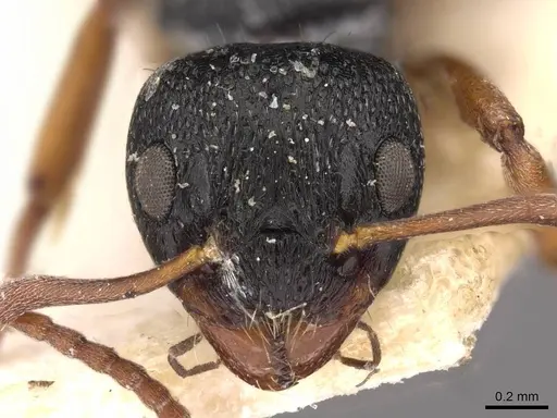 Dolichoderus schulzi specimen CASENT0909455 image casent0909455_2