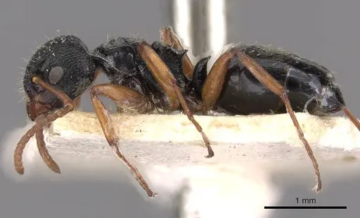 Dolichoderus schulzi specimen CASENT0909455 image casent0909455_3