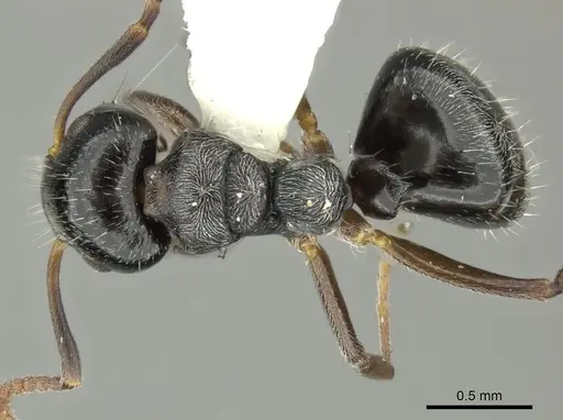 Dolichoderus schulzi specimen INBIOCRI001276208 image inbiocri001276208_1