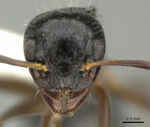 Dolichoderus schulzi specimen INBIOCRI001276208 image inbiocri001276208_2