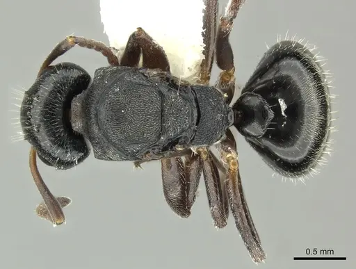 Dolichoderus schulzi specimen INBIOCRI001277975 image inbiocri001277975_1