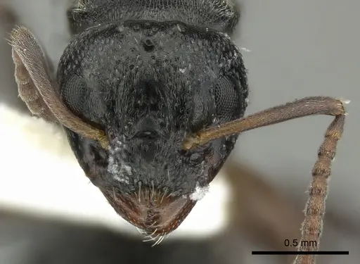 Dolichoderus schulzi specimen INBIOCRI001277975 image inbiocri001277975_2