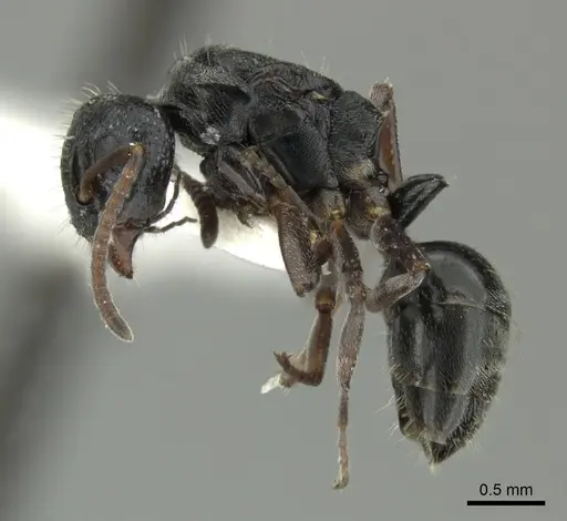 Dolichoderus schulzi specimen INBIOCRI001277975 image inbiocri001277975_3