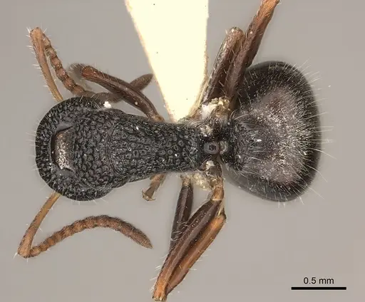 Dolichoderus scrobiculatus specimen CASENT0217403 image casent0217403_1