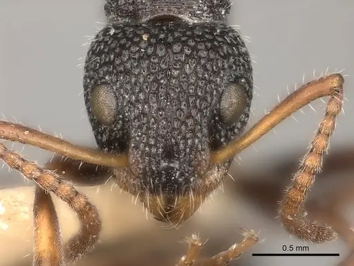 Dolichoderus scrobiculatus specimen CASENT0217403 image casent0217403_2