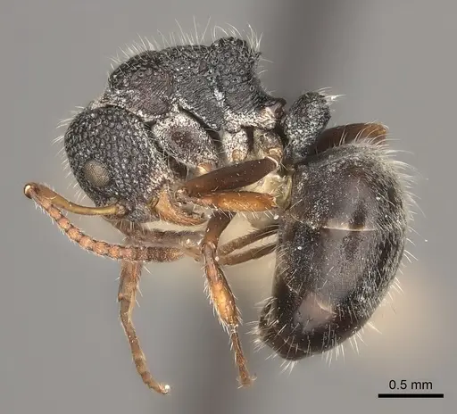 Dolichoderus scrobiculatus specimen CASENT0217403 image casent0217403_3