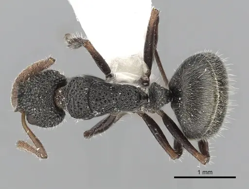 Dolichoderus scrobiculatus specimen CASENT0249559 image casent0249559_1