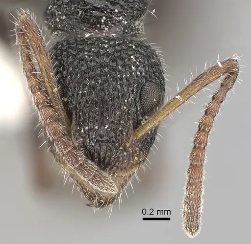 Dolichoderus scrobiculatus specimen CASENT0249559 image casent0249559_2