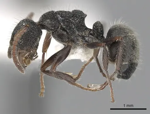 Dolichoderus scrobiculatus specimen CASENT0249559 image casent0249559_3
