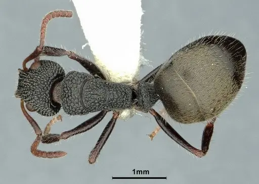 Dolichoderus scrobiculatus specimen CASENT0886071 image casent0886071_1