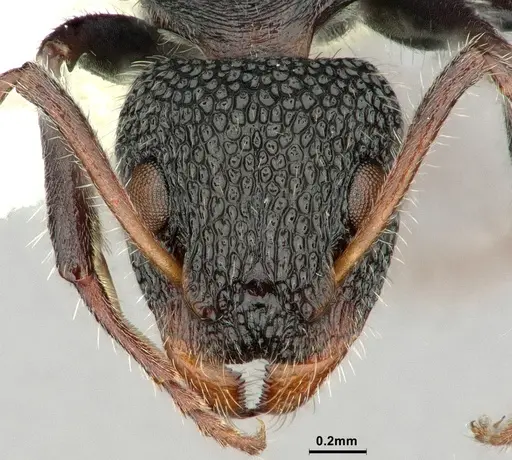 Dolichoderus scrobiculatus specimen CASENT0886071 image casent0886071_2