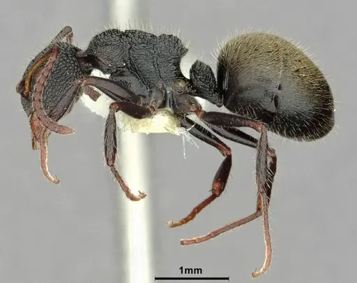Dolichoderus scrobiculatus specimen CASENT0886071 image casent0886071_3