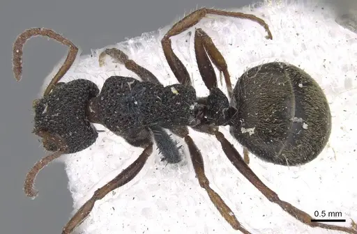 Dolichoderus scrobiculatus specimen CASENT0915569 image casent0915569_1