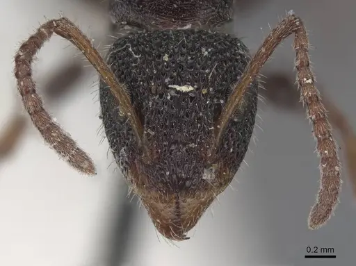 Dolichoderus scrobiculatus specimen CASENT0915569 image casent0915569_2