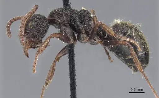 Dolichoderus scrobiculatus specimen CASENT0915569 image casent0915569_3