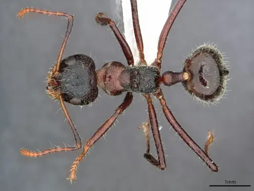 Dolichoderus semirugosus specimen CASENT0842692 image casent0842692_1